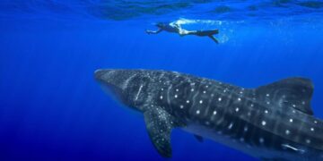 Governments endorse greater protections for sharks