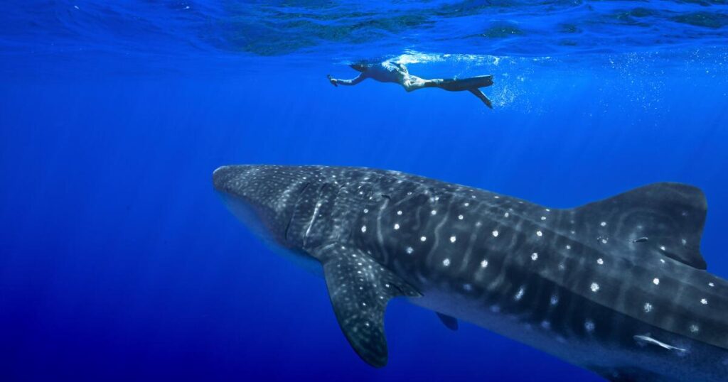 Governments endorse greater protections for sharks