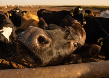 Trump is proposing a $12B aid package for farmers hit hard by his trade war with China