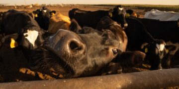 Trump is proposing a $12B aid package for farmers hit hard by his trade war with China