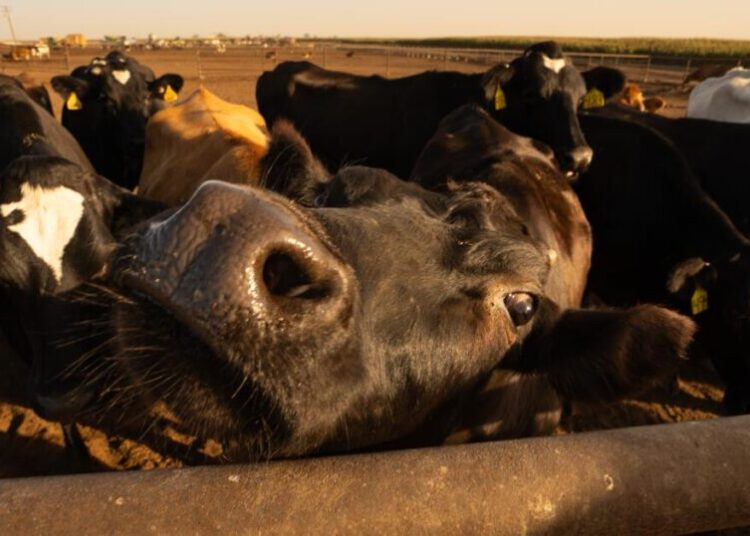 Trump is proposing a $12B aid package for farmers hit hard by his trade war with China