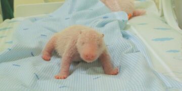 The first giant panda cub born in Indonesia squeals and squirms in park video