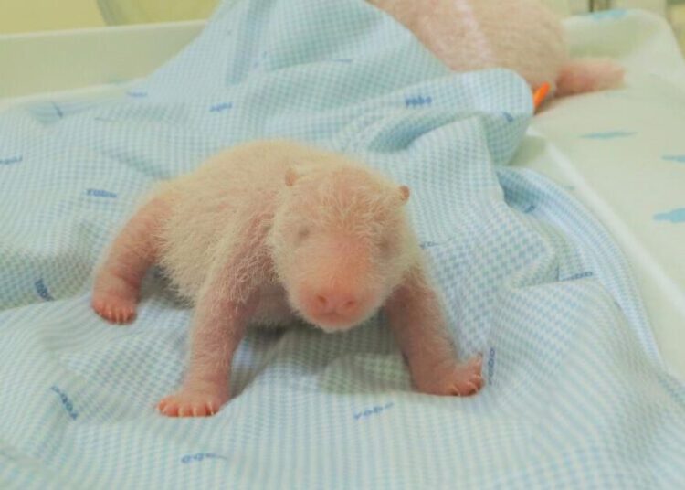 The first giant panda cub born in Indonesia squeals and squirms in park video