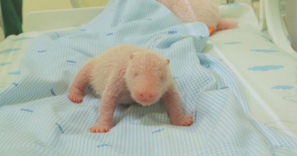 The first giant panda cub born in Indonesia squeals and squirms in park video