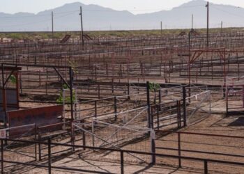 Cattle ban at the border sparks beef shortages and plant closures