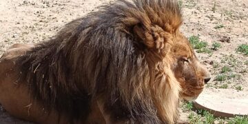 Ventura County sanctuary kept a lion-tiger hybrid and other exotic animals without permits, D.A. says