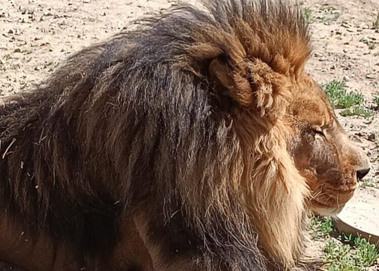 Ventura County sanctuary kept a lion-tiger hybrid and other exotic animals without permits, D.A. says