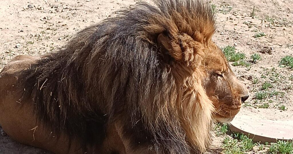 Ventura County sanctuary kept a lion-tiger hybrid and other exotic animals without permits, D.A. says