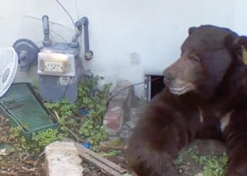A trap was set for a bear living under an Altadena home for a month. It caught the wrong bear