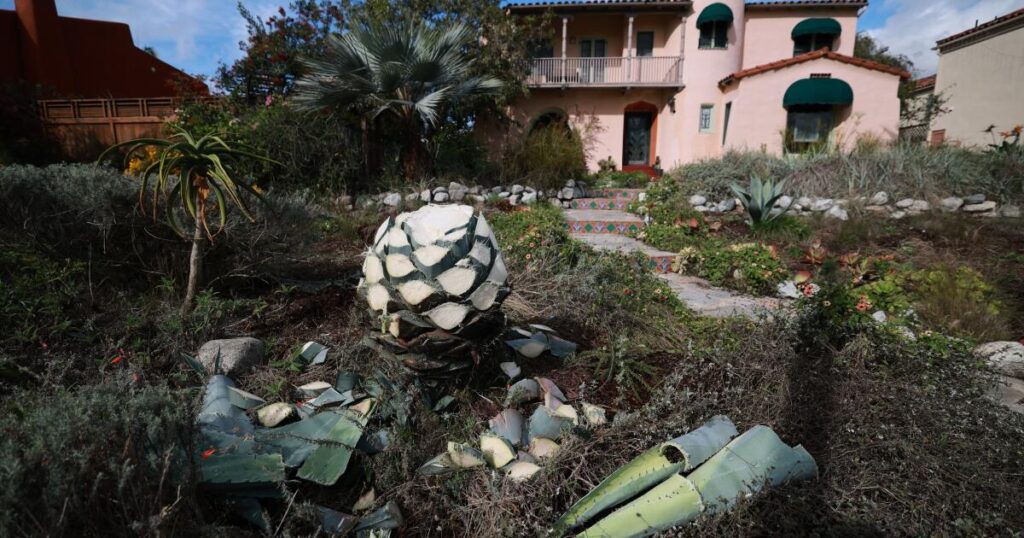 SoCal agave owners have been hacked. What are thieves doing with those filched leaves?