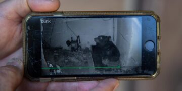 In Altadena bear country, homeowner struggles to evict 550-pound unwanted tenant