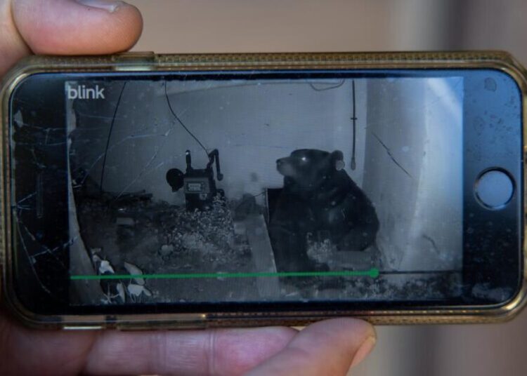 In Altadena bear country, homeowner struggles to evict 550-pound unwanted tenant