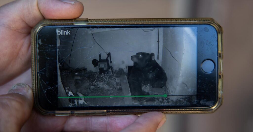 In Altadena bear country, homeowner struggles to evict 550-pound unwanted tenant