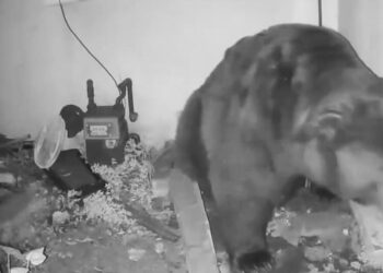 Altadena resident stunned by bear living under home: ‘It roared from underneath the house’