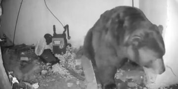 Altadena resident stunned by bear living under home: ‘It roared from underneath the house’
