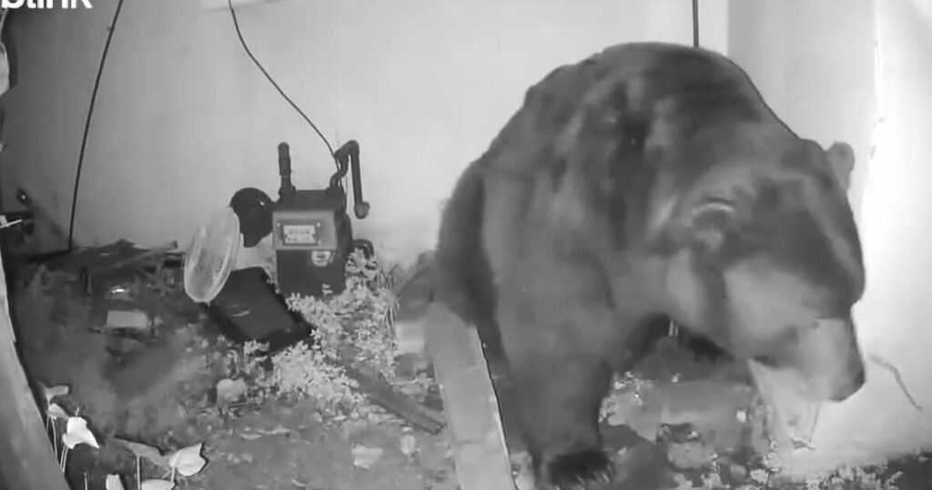 Altadena resident stunned by bear living under home: ‘It roared from underneath the house’