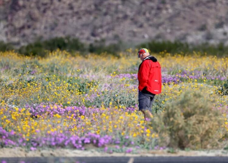 With rain, early blooms, this SoCal desert escape is already blanketed in wildflowers