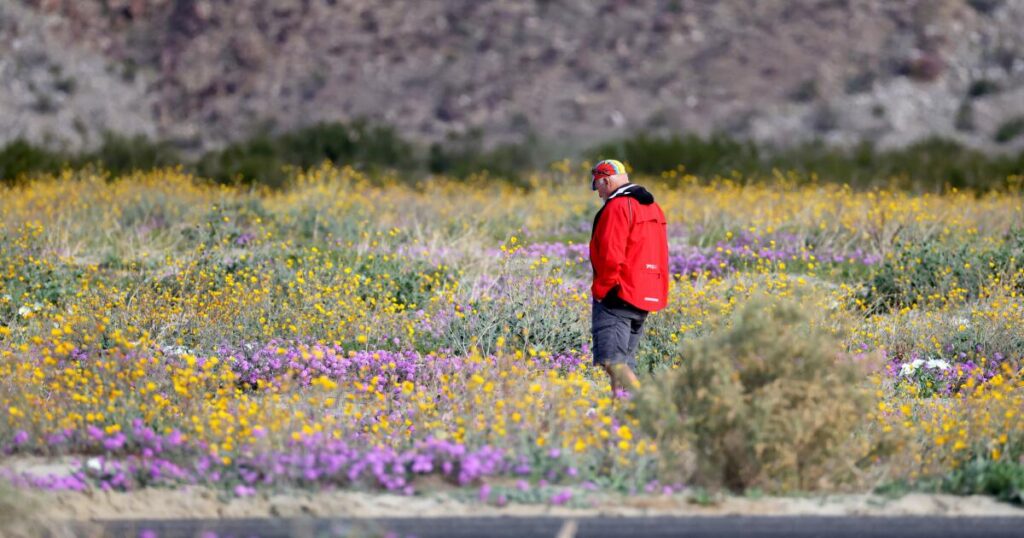 With rain, early blooms, this SoCal desert escape is already blanketed in wildflowers