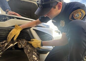 Photos: SoCal driver finds live great horned owl lodged in car grille. Raptor extraction follows