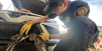 Photos: SoCal driver finds live great horned owl lodged in car grille. Raptor extraction follows
