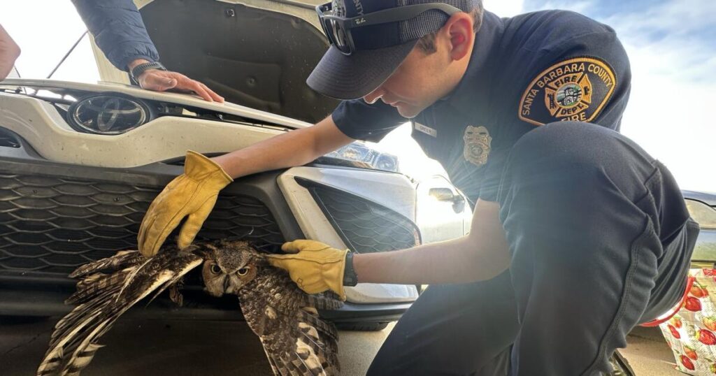 Photos: SoCal driver finds live great horned owl lodged in car grille. Raptor extraction follows