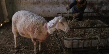 Israeli settlers forcibly enter Palestinian home and kill sheep in latest West Bank attack