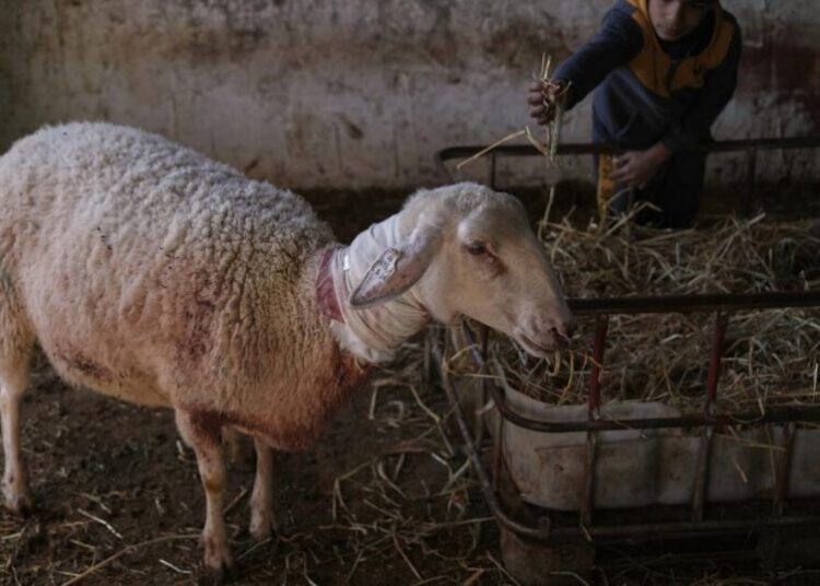 Israeli settlers forcibly enter Palestinian home and kill sheep in latest West Bank attack