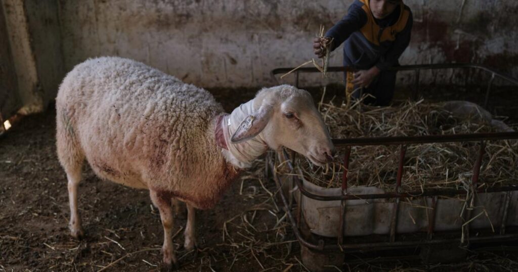 Israeli settlers forcibly enter Palestinian home and kill sheep in latest West Bank attack