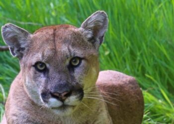Southern California mountain lions recommended for threatened status
