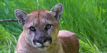 Southern California mountain lions recommended for threatened status