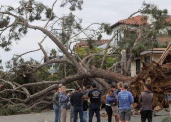 San Diego man killed by falling tree in third storm-related death