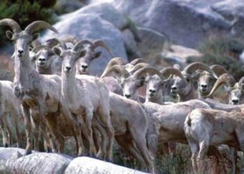 California wildlife officials quietly shift on killing a high-profile predator