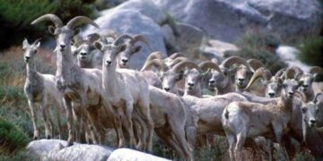 California wildlife officials quietly shift on killing a high-profile predator