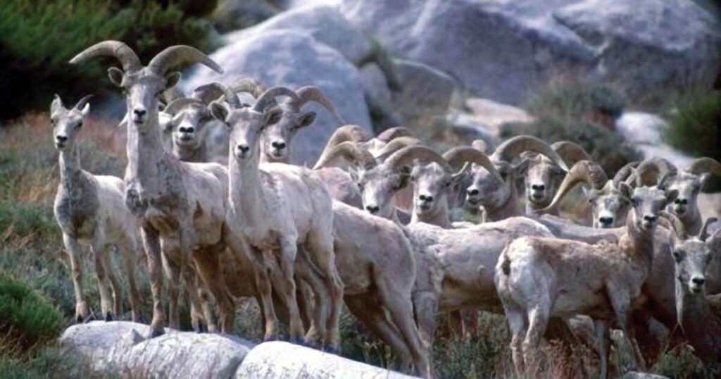 California wildlife officials quietly shift on killing a high-profile predator