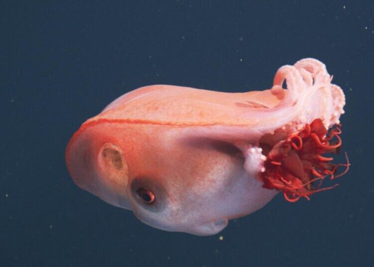 Rare, deep-sea encounter: California scientists observe ‘extraordinary’ seven-arm octopus