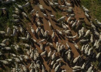 Last bastion for cheap beef fades in the latest threat to affordability