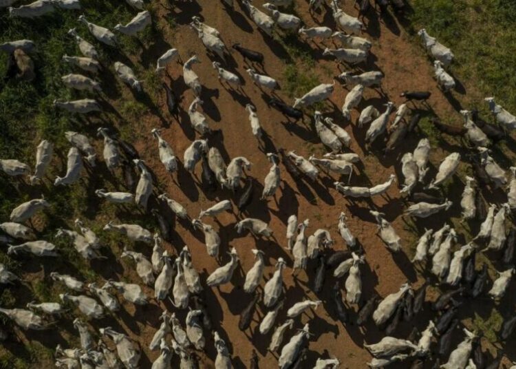 Last bastion for cheap beef fades in the latest threat to affordability