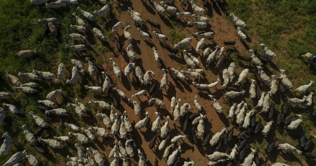 Last bastion for cheap beef fades in the latest threat to affordability