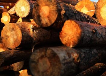 The American West’s most iconic tree is disappearing