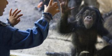 Years of planning culminate in ‘baby boom’ of great apes at L.A. Zoo. Here’s how they did it