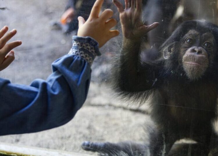 Years of planning culminate in ‘baby boom’ of great apes at L.A. Zoo. Here’s how they did it