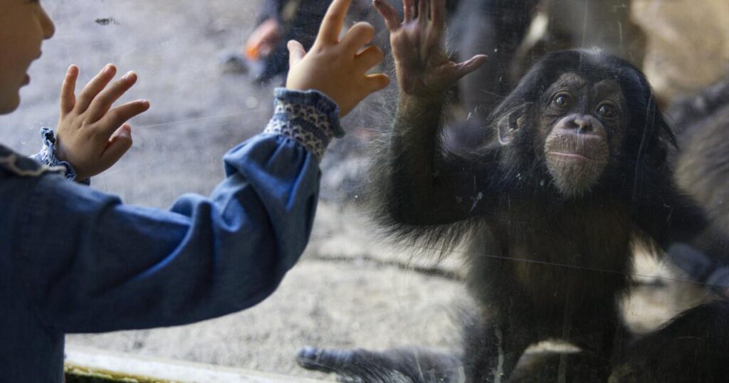Years of planning culminate in ‘baby boom’ of great apes at L.A. Zoo. Here’s how they did it