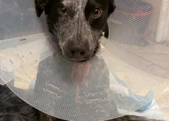 Sparky the dog nearly dies, will lose leg after package thief leaves gate open in Fontana