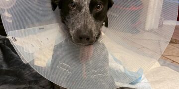 Sparky the dog nearly dies, will lose leg after package thief leaves gate open in Fontana