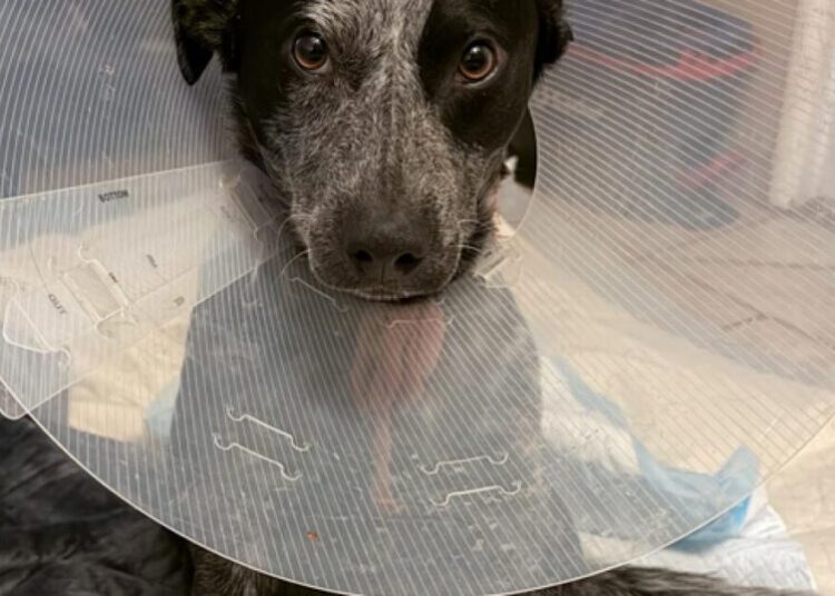 Sparky the dog nearly dies, will lose leg after package thief leaves gate open in Fontana