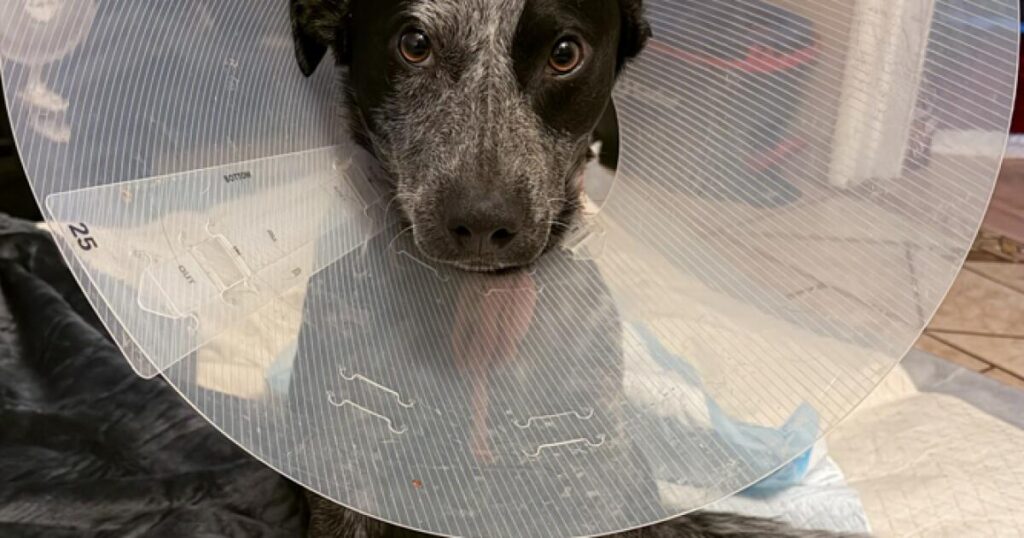 Sparky the dog nearly dies, will lose leg after package thief leaves gate open in Fontana