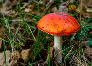 These wild mushrooms have sickened Californians. Here’s how to forage safely.