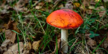 These wild mushrooms have sickened Californians. Here’s how to forage safely.