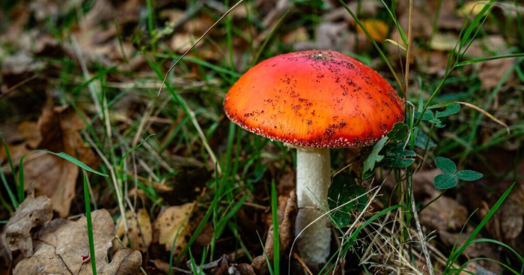 These wild mushrooms have sickened Californians. Here’s how to forage safely.