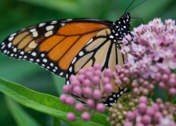 Trump administration delays decision on federal protections for monarch butterflies